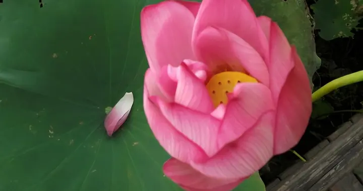 你早晚會知道,真正孝順的人,是“沒有出息”的人