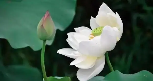 親家關係再好，也要明白：一不幫，二不問，三不爭