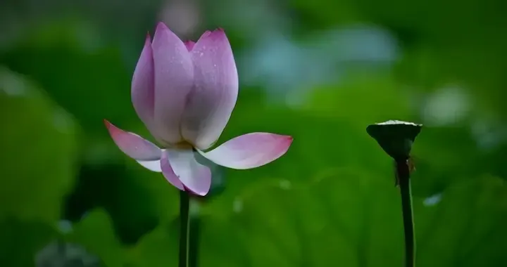 一個人是富貴命，還是窮命，看他的“三種態度”就行了