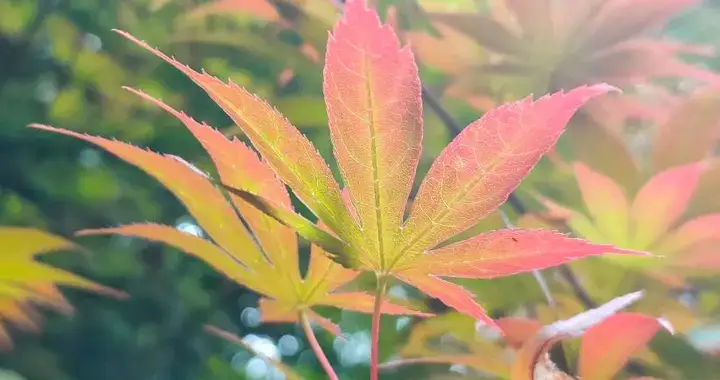 一個人走大運，是從“抬人”開始的