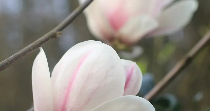 托關係（小小說）
