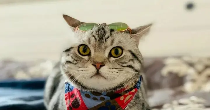 擔保