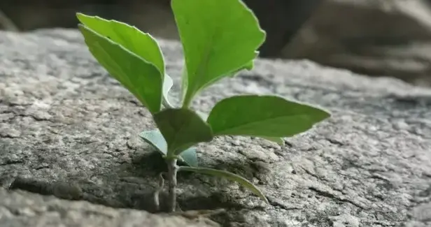 空巢老人