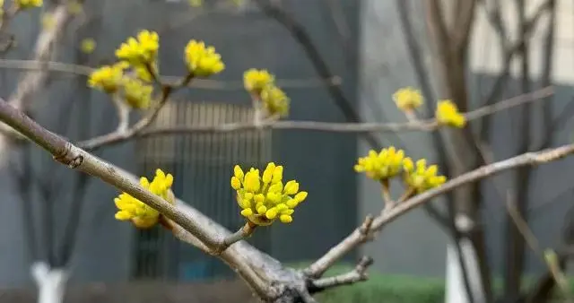 遛狗