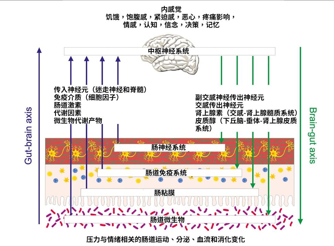 一焦慮就胃痛？ 揭秘身體裡的“情緒開關”