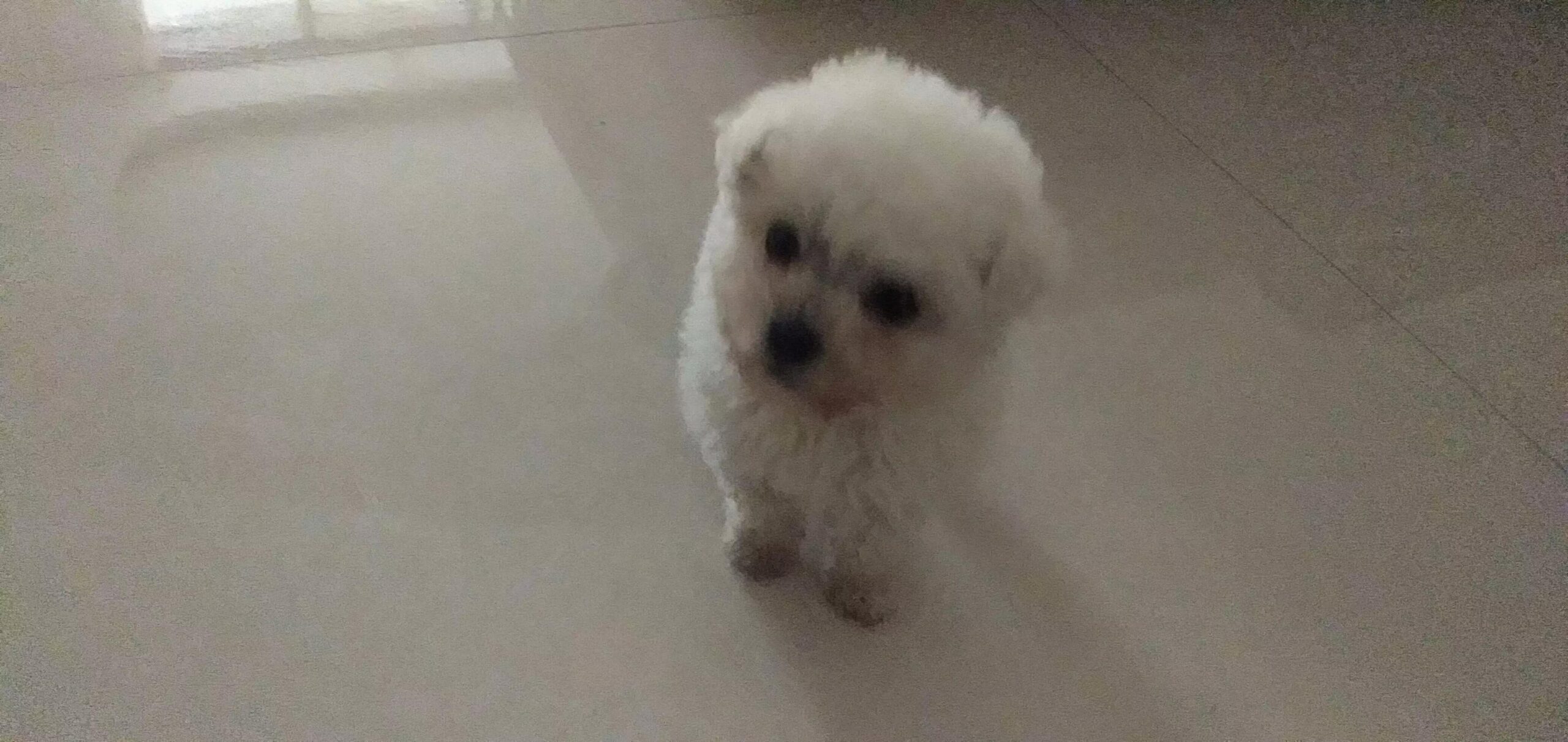 養狗的憂與樂